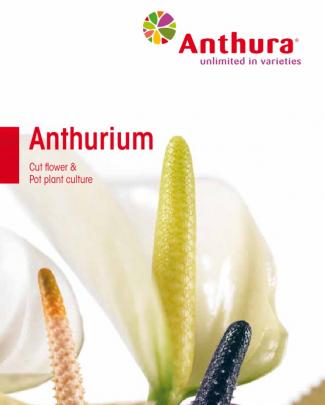 Anthurium Catalogue