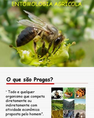 Entomologia Agricola Aula 1