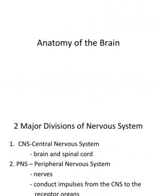 Anatomy Of The Brain