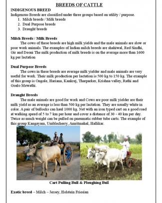 Breeds Of Cattle