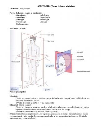 Resumen Anatomia