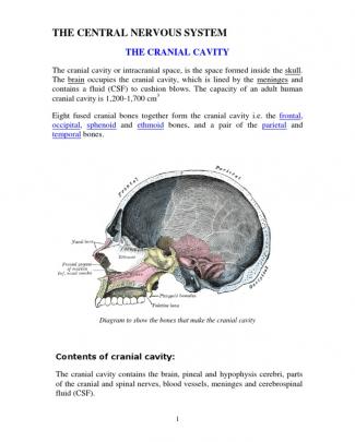 Cns