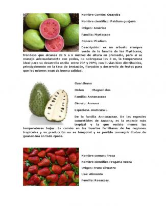 Frutas Del Ecuador